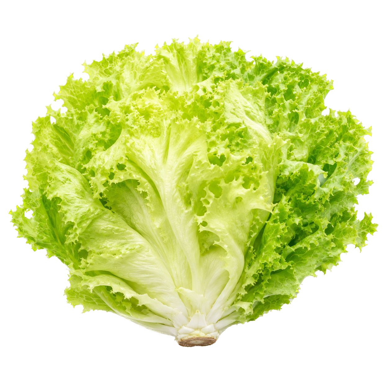 Lattuga